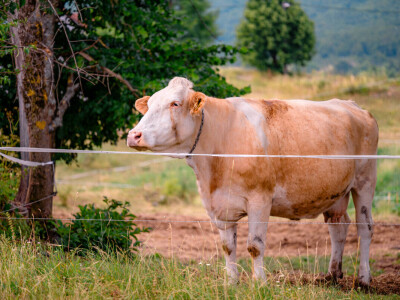 OPG Anić iz Krasnog