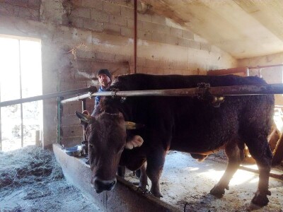 OPG Ante Buljubašić OPG Ante Buljubašić