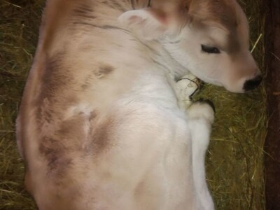 OPG Ante Buljubašić OPG Ante Buljubašić