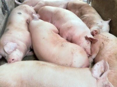 OPG Ante Buljubašić OPG Ante Buljubašić