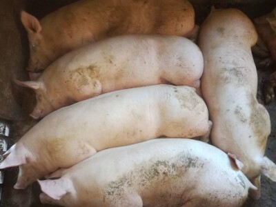 OPG Ante Buljubašić OPG Ante Buljubašić