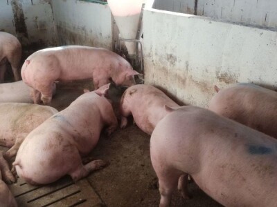 OPG Ante Buljubašić OPG Ante Buljubašić