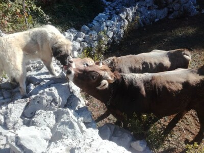 OPG Ante Buljubašić OPG Ante Buljubašić