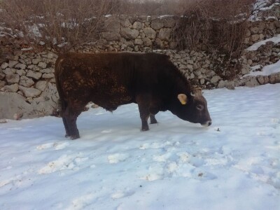 OPG Ante Buljubašić OPG Ante Buljubašić