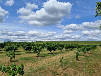 OPG Kopić-Popović - arhiva