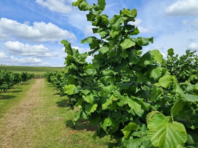 OPG Kopić-Popović - arhiva
