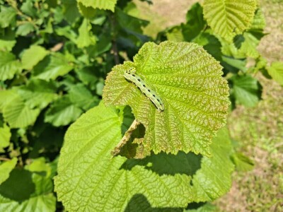 OPG Kopić-Popović - arhiva