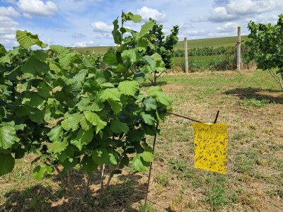 OPG Kopić-Popović - arhiva