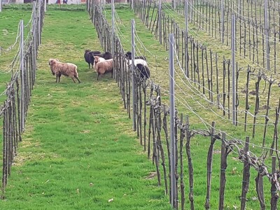 OPG Antun Glavica iz Kutine