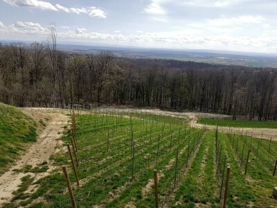 OPG Antun Glavica iz Kutine