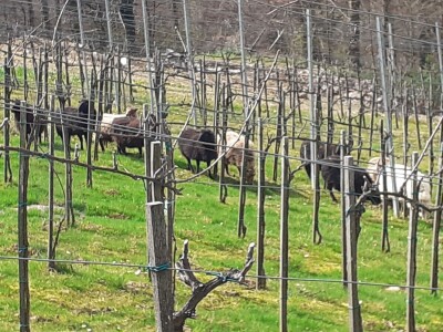 OPG Antun Glavica iz Kutine