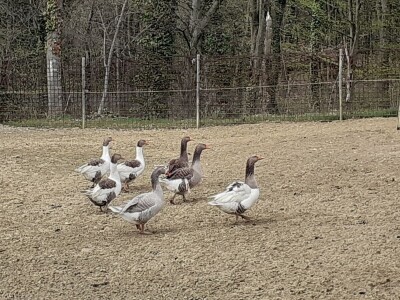 OPG Antun Glavica iz Kutine