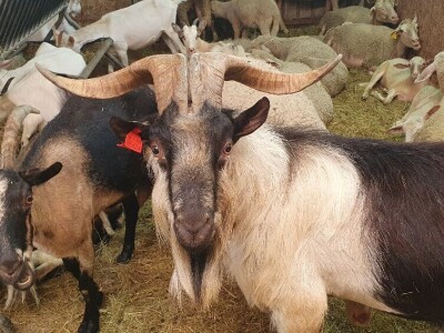 OPG Antunović u Kuni Pelješkoj