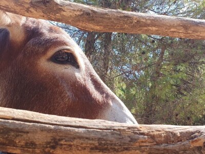 OPG Antunović u Kuni Pelješkoj