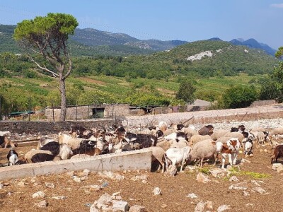 OPG Antunović u Kuni Pelješkoj
