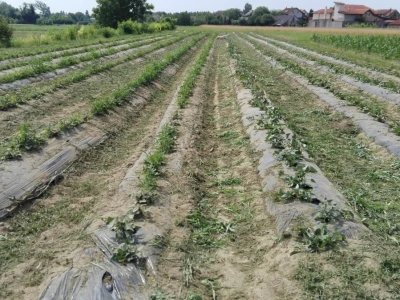 OPG Balaško