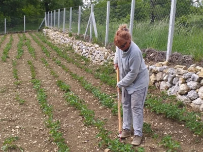 OPG Barac - uzgoj smokava