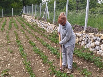 OPG Barac - uzgoj smokava