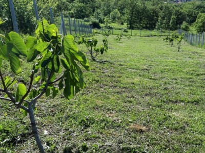 OPG Barac - uzgoj smokava