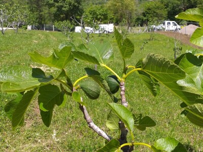 OPG Barac - uzgoj smokava