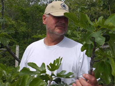 OPG Barac - uzgoj smokava