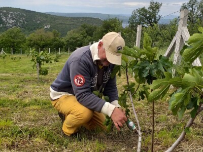 OPG Barac - uzgoj smokava