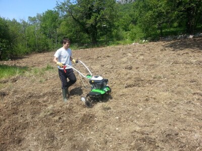 OPG Barac - uzgoj smokava