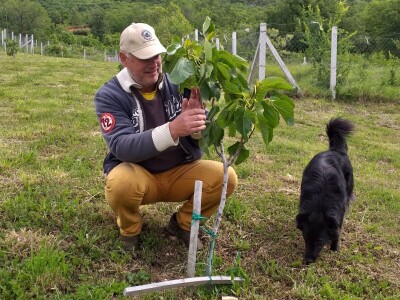 OPG Barac - uzgoj smokava