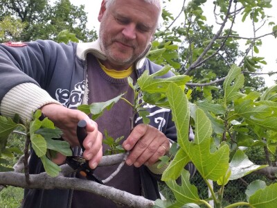 OPG Barac - uzgoj smokava