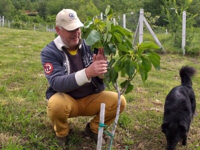 OPG Barac - uzgoj smokava