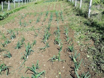 OPG Barac - uzgoj smokava