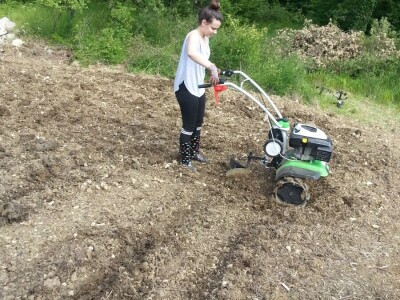 OPG Barac - uzgoj smokava