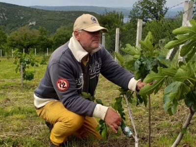 OPG Barac - uzgoj smokava