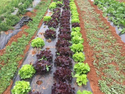 Salata