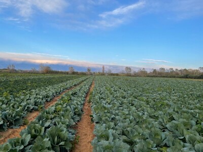 OPG Batur Marijo - proizvodnja voća, povrća i maslina