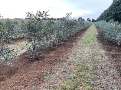OPG Batur Marijo - proizvodnja voća, povrća i maslina