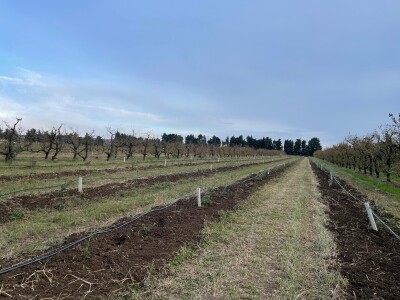 OPG Batur Marijo - proizvodnja voća, povrća i maslina