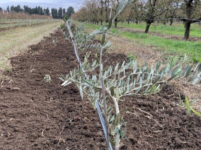 OPG Batur Marijo - proizvodnja voća, povrća i maslina