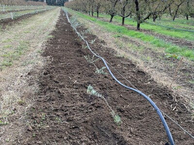 OPG Batur Marijo - proizvodnja voća, povrća i maslina
