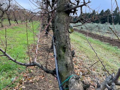 OPG Batur Marijo - proizvodnja voća, povrća i maslina