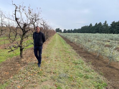 OPG Batur Marijo - proizvodnja voća, povrća i maslina