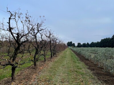OPG Batur Marijo - proizvodnja voća, povrća i maslina