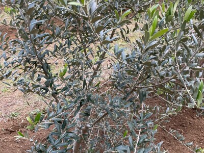 OPG Batur Marijo - proizvodnja voća, povrća i maslina