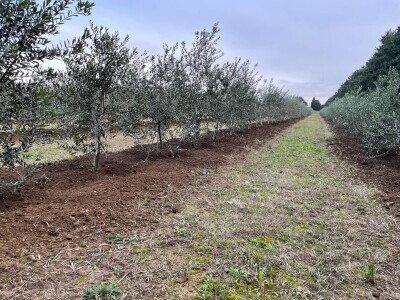OPG Batur Marijo - proizvodnja voća, povrća i maslina