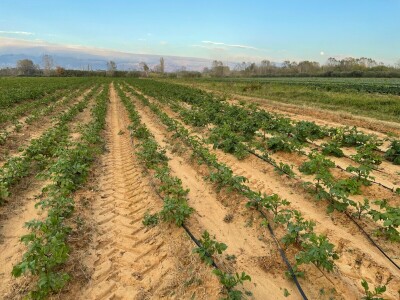 OPG Batur Marijo - proizvodnja voća, povrća i maslina