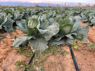 OPG Batur Marijo - proizvodnja voća, povrća i maslina