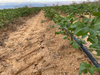 OPG Batur Marijo - proizvodnja voća, povrća i maslina