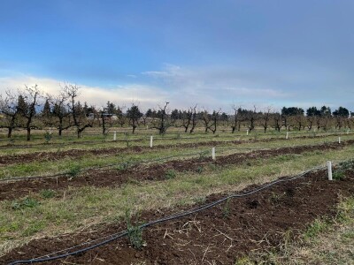 OPG Batur Marijo - proizvodnja voća, povrća i maslina