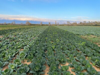 OPG Batur Marijo - proizvodnja voća, povrća i maslina