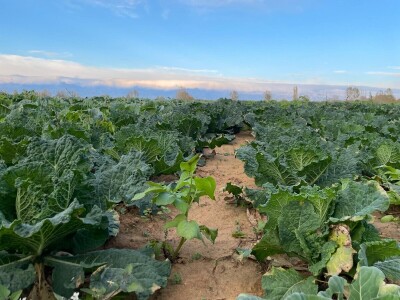 OPG Batur Marijo - proizvodnja voća, povrća i maslina